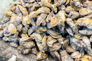 Islak pazarda satılık istiridye.