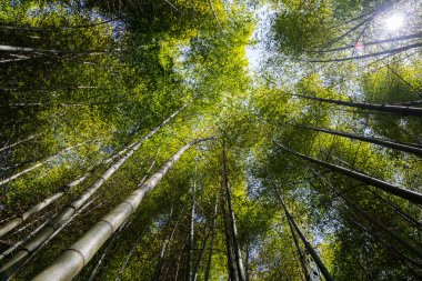 Bambu ağacı ormanının alt manzarası