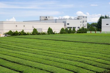 Tayvan 'da çay ağacı ekimi ve üretim fabrikası.