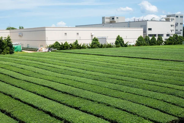 Tea Träd Fält Plantage Och Tillverkning Fabriksbyggnad Taiwan — Stockfoto