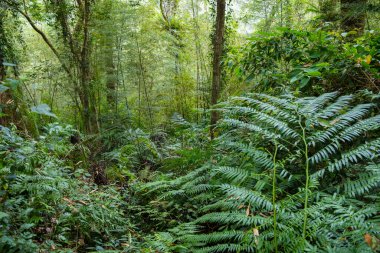 Ormandaki yeşillik ağacı