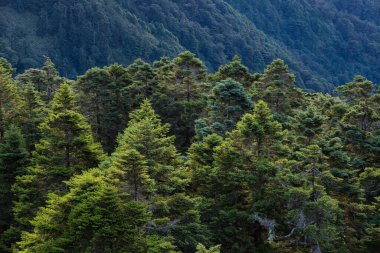 Dağdaki yeşillik ormanı