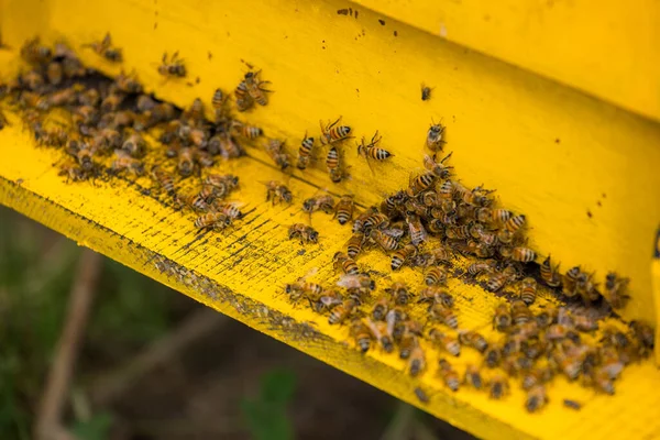 Bees Open Bee Hive Box — Foto Stock