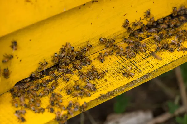 Bees Open Bee Hive Box — Stockfoto