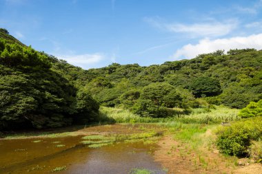 Güzel göl ve orman manzarası