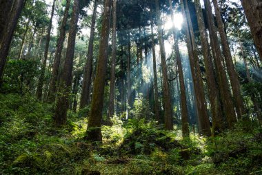 Tayvan 'daki Alishan Ulusal Parkı' ndaki yeşil orman üzerinde güneş ışığı parlıyor.