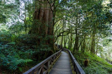 Tayvan Alishan Ulusal Orman Dinlenme Alanı