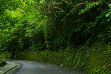 Ormanı geçen trafik yolu.