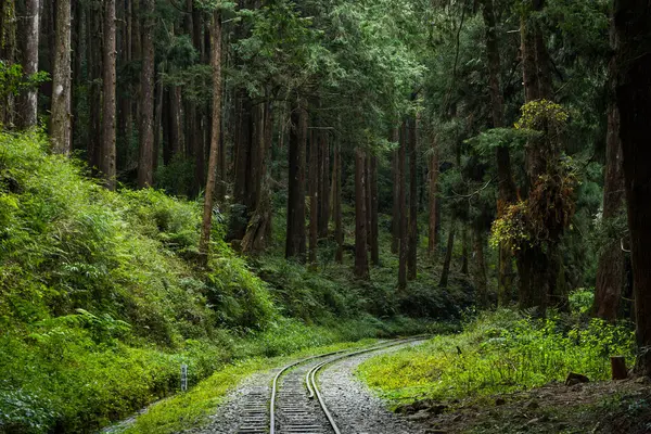 Σιδηροδρομικές Γραμμές Στο Εθνικό Πάρκο Alishan Στην Ταϊβάν — Φωτογραφία Αρχείου