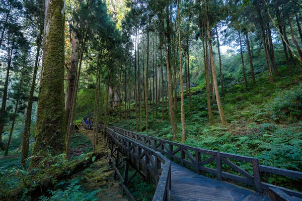 Ταϊβάν Alishan Εθνική Δασική Περιοχή Αναψυχής — Φωτογραφία Αρχείου