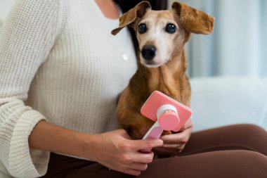 Kadın evde dachshund köpek tüylerini fırçalıyor.