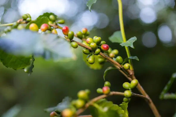 Kaffeebohne Auf Dem Baum — Stockfoto