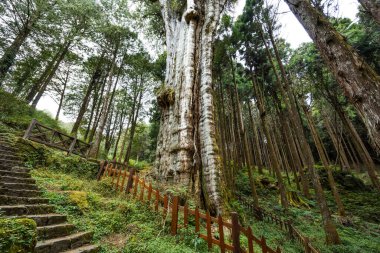 Alishan Ulusal Parkı 'nda büyük bir ağaçla yürüyüş yapmak.