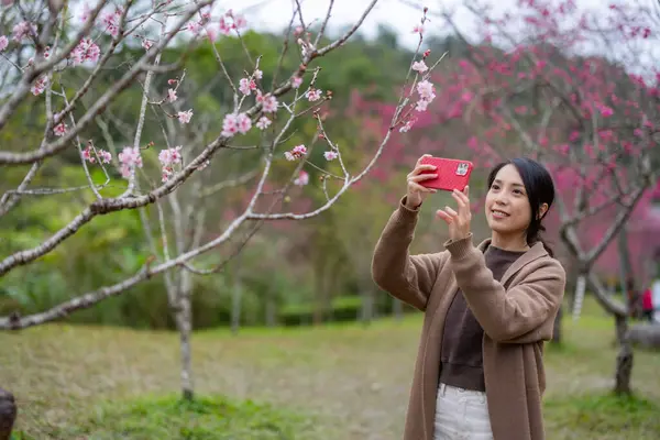 Kadın, Sakura ağacının fotoğrafını çekmek için cep telefonu kullanıyor.