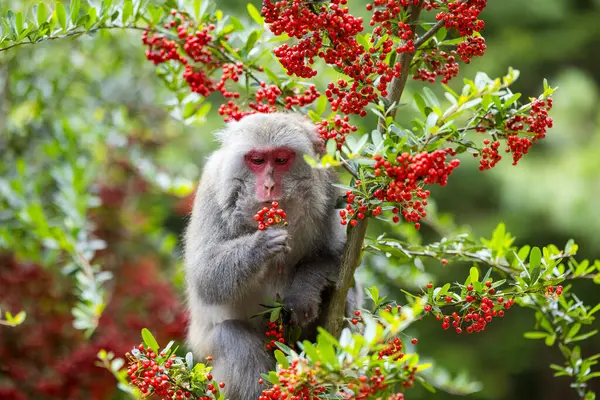 Monkey eat the fruit on the tree in jungle