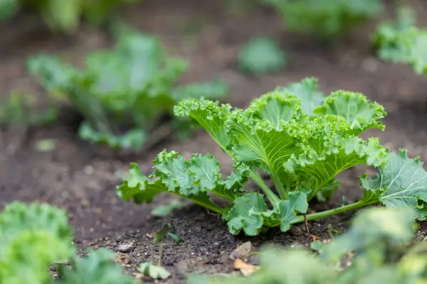 Yeşil taze çiğ lahana tarlası
