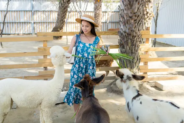 Travel Woman Feed Alpaca Sheep Farm Zoo Park — Stock Photo, Image