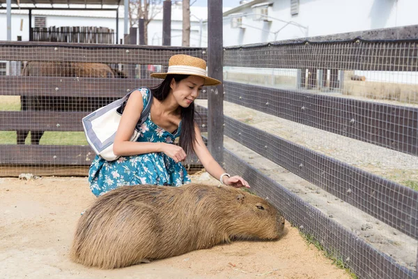 Resenärskvinna Matar Capybara Djurparken — Stockfoto