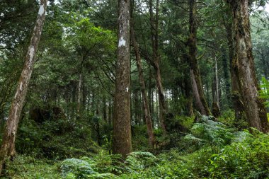 Tayvan 'daki Alishan Ulusal Parkı' ndaki yeşil orman üzerinde güneş ışığı parlıyor.