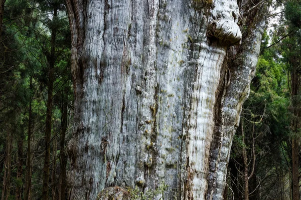 Big giant tree in Alishan national park in Taiwan