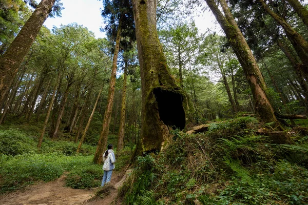 Woman visit the Alishan forest boasts massive ancient trees in alishan national forest recreation area