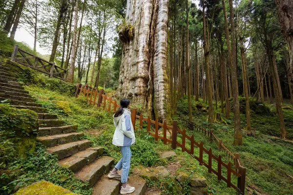 Mulher Visita Floresta Alishan Possui Árvores Antigas Maciças Área Recreação — Fotografia de Stock