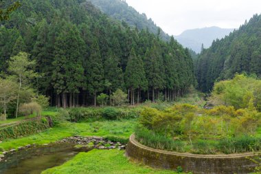 Tropik doğal ağaç orman manzarası 