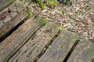 Yürüyüş yolunun üzerinde yosun olan ahşap kalas.