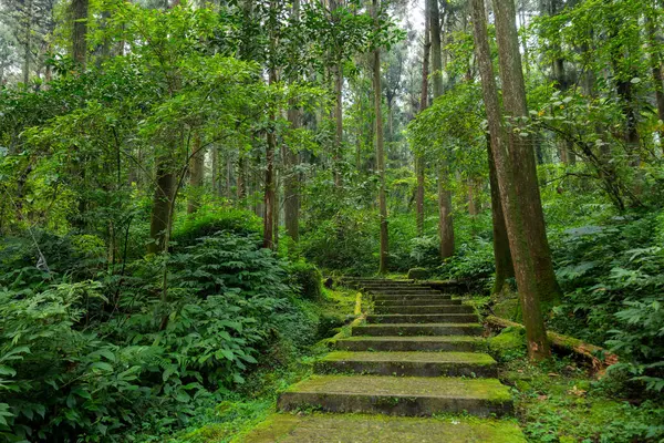 Ormanda yürüyüş patikası.