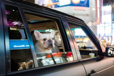 Fransız Bulldog 'u akşam bir arabanın içinde.