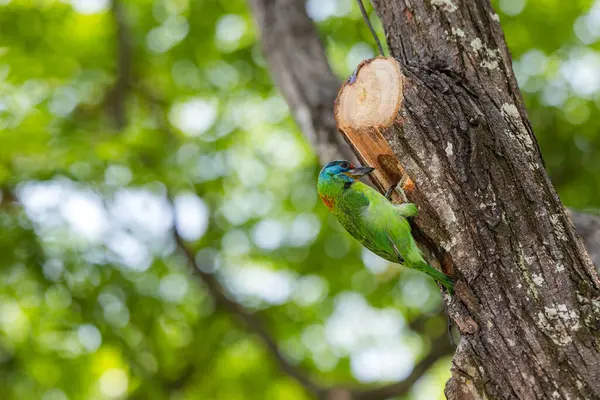 Taiwan barbet peck tree hole