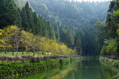 Güneşin güzel manzarası Nantou, Tayvan 'daki deniz ormanı dinlenme alanını birbirine bağlıyor.