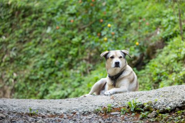 Ormanda yerde yatan sevimli bir köpek.