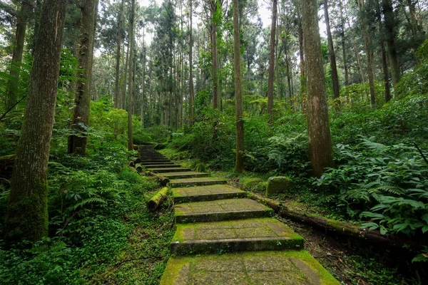Caminhadas Trilha Pedestre Floresta — Fotografia de Stock