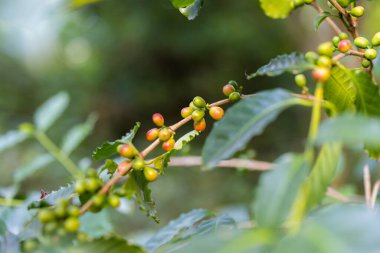 Ağaçtaki kahve çekirdeği.