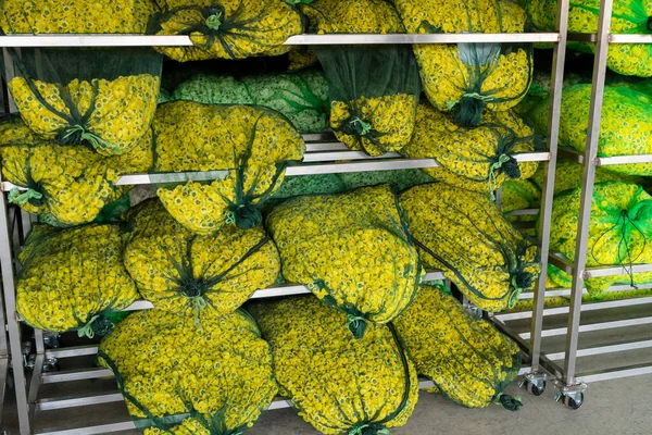 Produktion Des Getrockneten Chrysanthementees Der Fabrik — Stockfoto