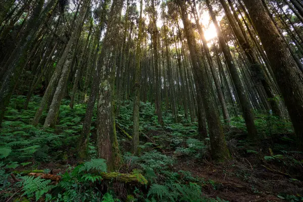 Τοπικά Πλούσια Δάση Δέντρο Ηλιακό Φως — Φωτογραφία Αρχείου