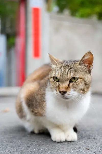 Yerde oturan yolunu yitirmek kedi