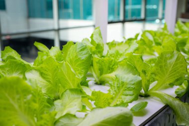 Serada sebzeler yetişen su tarlası için hidrofonik rafı