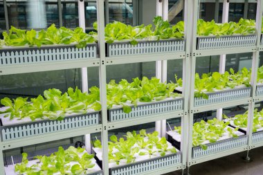 Serada sebzeler yetişen su tarlası için hidrofonik rafı