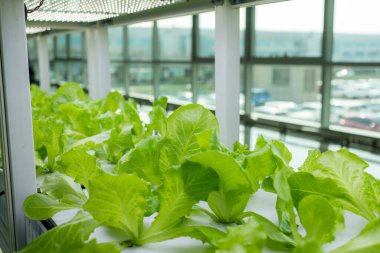 Serada sebzeler yetişen su tarlası için hidrofonik rafı