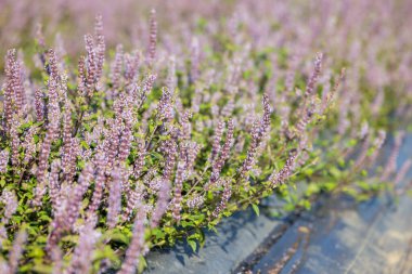 Taoyuan Yangmei bölgesindeki Çin Mesona çiçek tarlası.