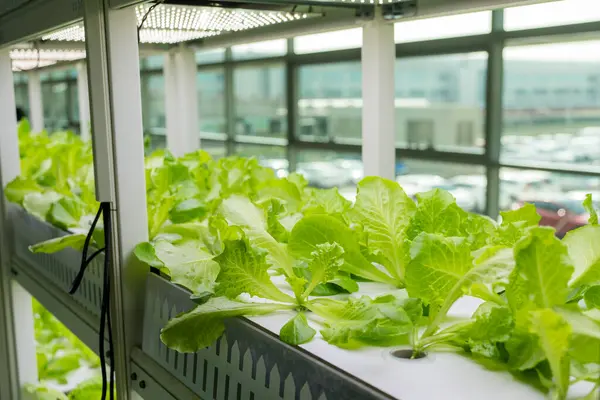 温室で栽培する野菜と水田用ハイドロポニクスラック — ストック写真