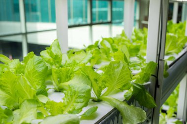 Serada sebzeler yetişen su tarlası için hidrofonik rafı