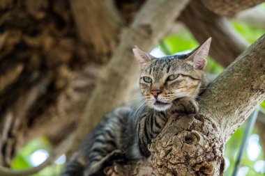 Stray cat climb up on the tree