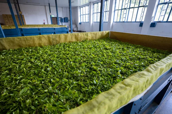 Fermentation Tea Production Tea Factory — Stock Photo, Image