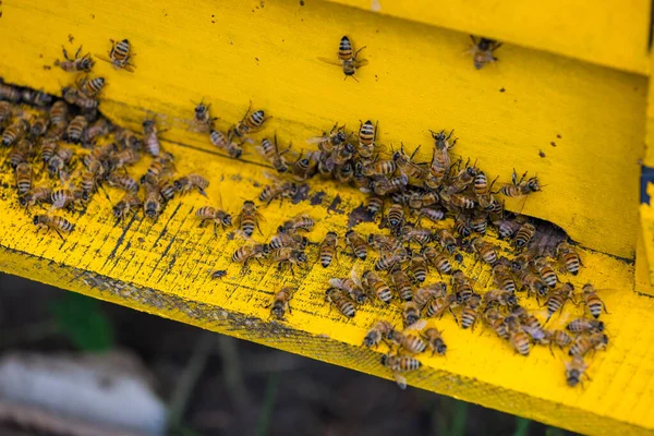 Bees Open Bee Hive Box — стоковое фото