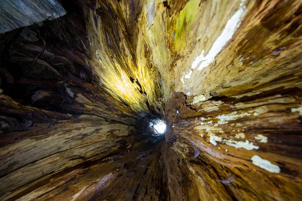 Bottom view inside of the giant tree hole