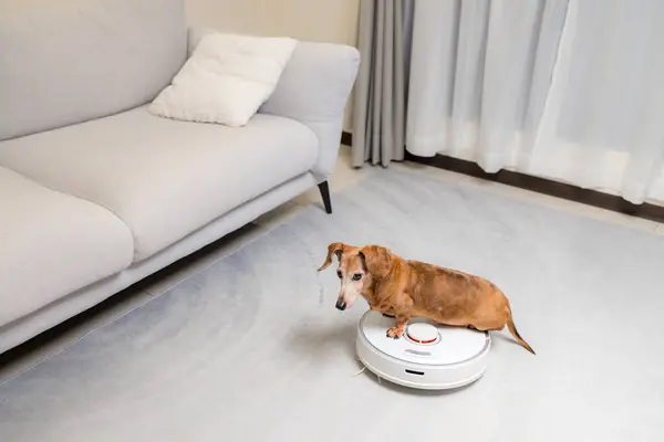 Dachshund Dog Sit Vacuum Robot Home — Stock Photo, Image