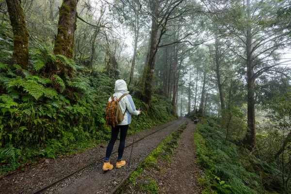 霧の霧の森でハイキングに行く女性 — ストック写真